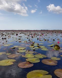 Scenic view of water lily in lake against sky