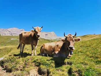 Cows in a field