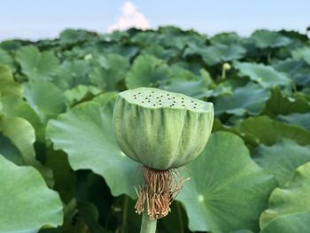 Close-up of flower growing on plant against sky