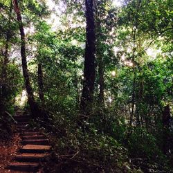 Trees in forest