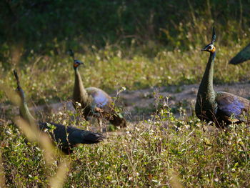 View of birds on land