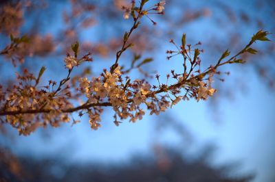 Low angle view of cherry blossom tree