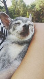 Close-up of dog lying down