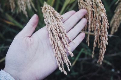 Close-up of hand holding wheat crop