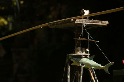 Close-up of bird perching on cable