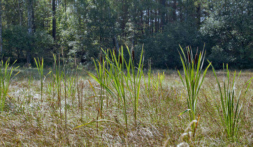 Plants growing on land in forest