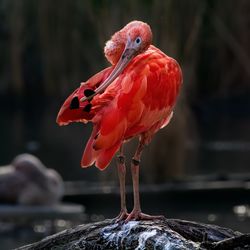 Close-up of bird perching on wood