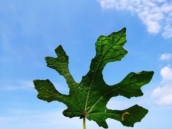 Low angle view of plant against sky