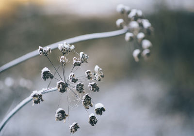 Close-up of flowers growing on tree