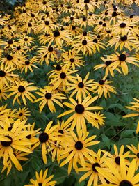 High angle view of yellow flowering plant