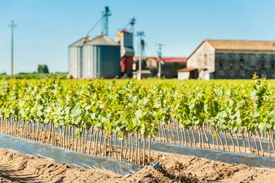 Plants growing on field against clear sky