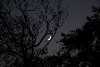 Low angle view of bare trees against sky