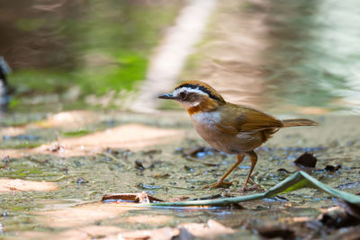 Close-up of bird perching on a water