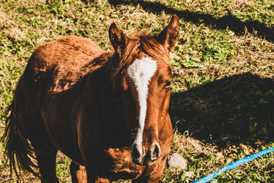 View of a horse on field