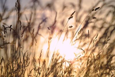 Close-up of plants growing during sunset