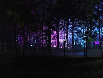 Illuminated trees at night