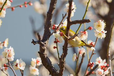 Low angle view of cherry blossom