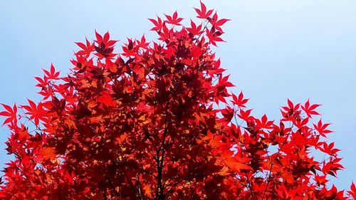 Low angle view of maple tree against sky