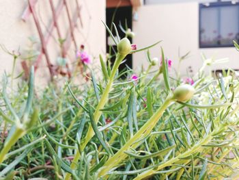 Close-up of plants