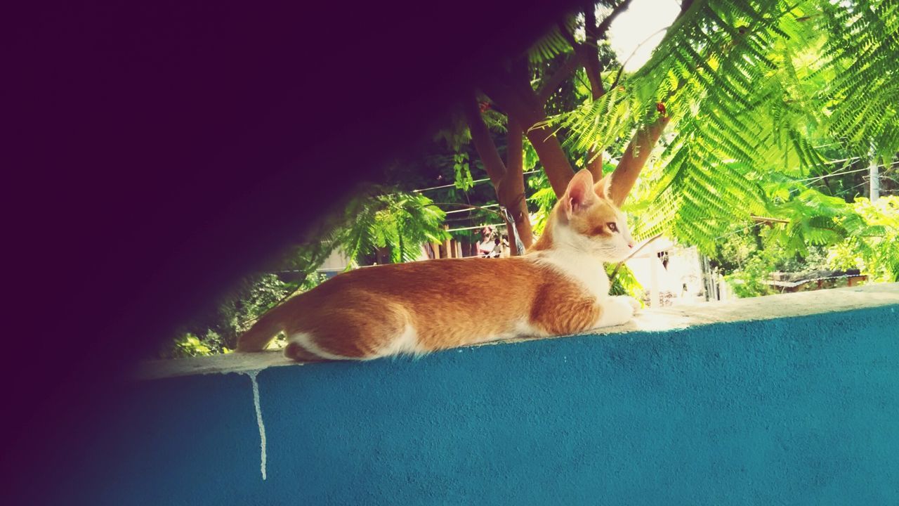 animal themes, one animal, mammal, domestic animals, pets, tree, domestic cat, sitting, relaxation, cat, sunlight, low angle view, palm tree, dog, full length, plant, day, no people, feline, outdoors