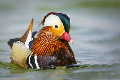 Close-up of an animal