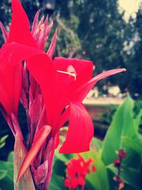 Close-up of red flowers growing on plant