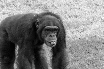 Portrait of a monkey looking away