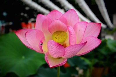 Macro shot of pink flower