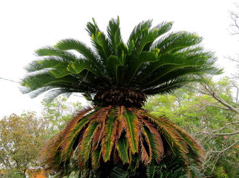 Low angle view of palm tree against sky