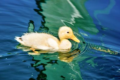 Duck swimming in lake