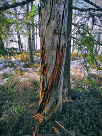 Trees growing in forest