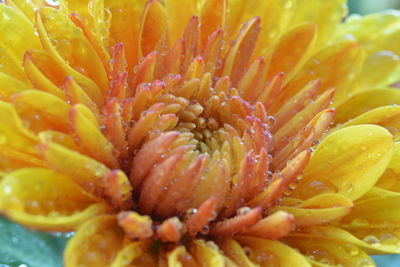 Extreme close up of flower head