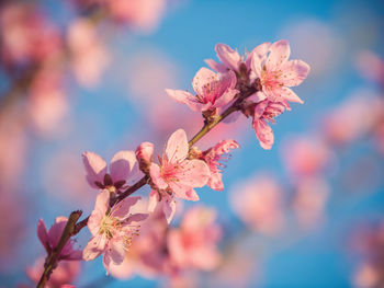 Close-up of pink flowers on branch