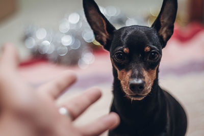 Portrait of dog with hands