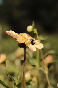 Close-up of insect on flower