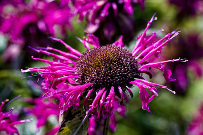 Close-up of red flowering plant