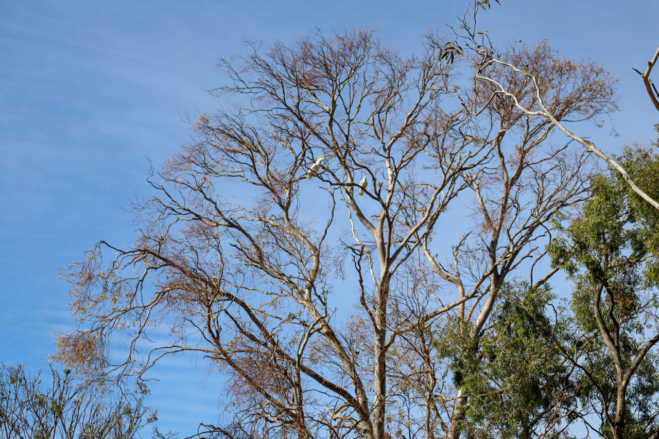LOW ANGLE VIEW OF BARE TREE AGAINST CLEAR BLUE SKY