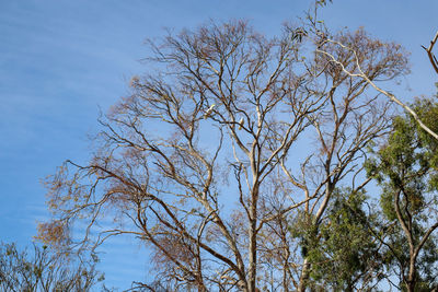 Low angle view of trees against clear blue sky