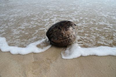 High angle view of animal on beach