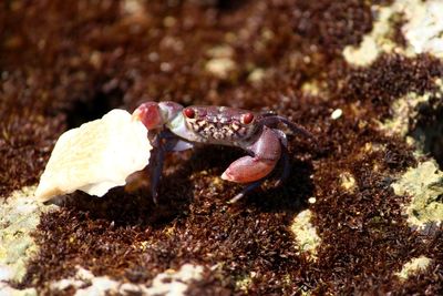 Close-up of crab on sand