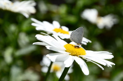 Close-up of white flower blooming outdoors