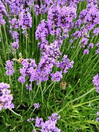 Close-up of purple flowers blooming outdoors