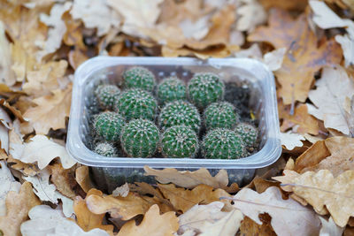 Young cactus seedlings in plastic container stand on dry fallen oak leaves outdoors in autumn season
