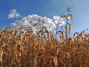 Close-up of wheat growing on field against sky