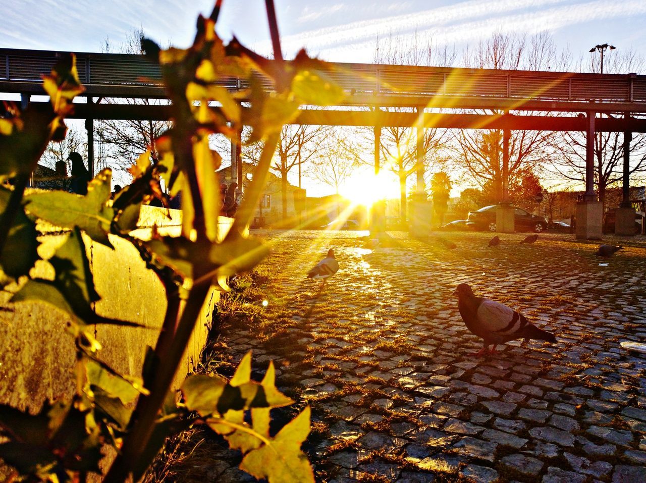 bird, animal themes, nature, animal, vertebrate, sunlight, architecture, no people, sunset, sky, leaf, plant, plant part, day, built structure, outdoors, animal wildlife, one animal, animals in the wild, yellow, lens flare, change, leaves