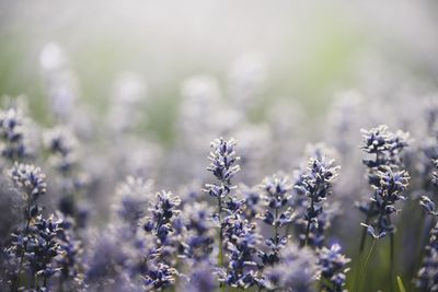 Close-up of purple flowering plant