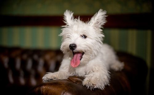 Close-up of dog sticking out tongue