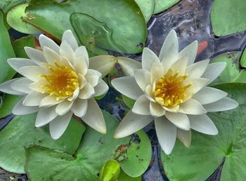 High angle view of water lily blooming outdoors