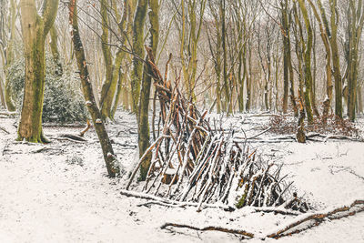 Plants in forest during winter