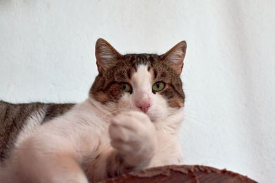 Portrait of cat relaxing at home